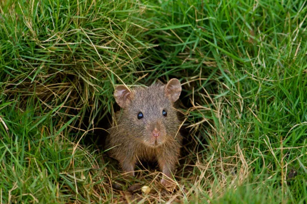 There are 7 best mouse poisons that kill without smell.
