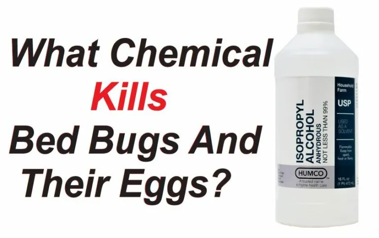 Which Chemical Kills Bed Bugs and Their Eggs?
