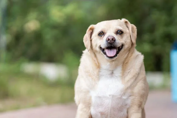 7 Best OTC Flea Treatment for Dogs