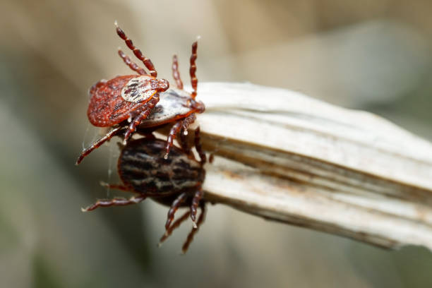 Chiggers in Ohio
