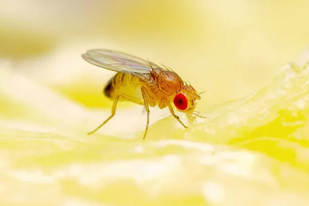 Fleas vs Fruit Flies!
