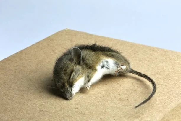 Best Mouse Poison that Kills without Smell
