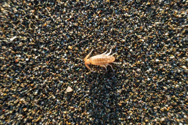 Sand fleas
