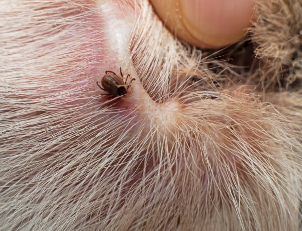Chiggers on Cats