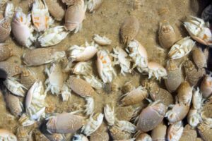 Can sand fleas be eaten and how do they taste?