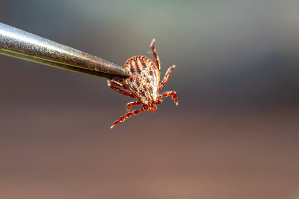 Chiggers in Washington State