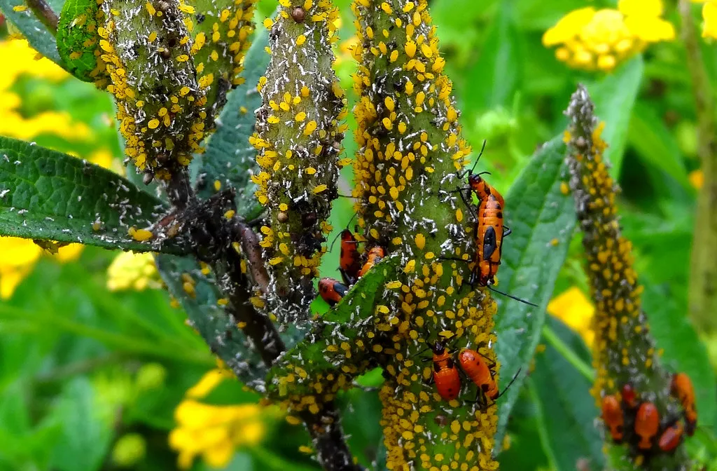 How to Get Rid of Aphids Permanently