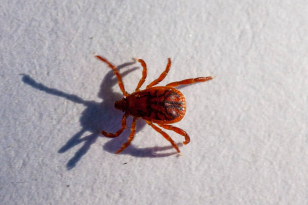 Are There Chiggers in California?