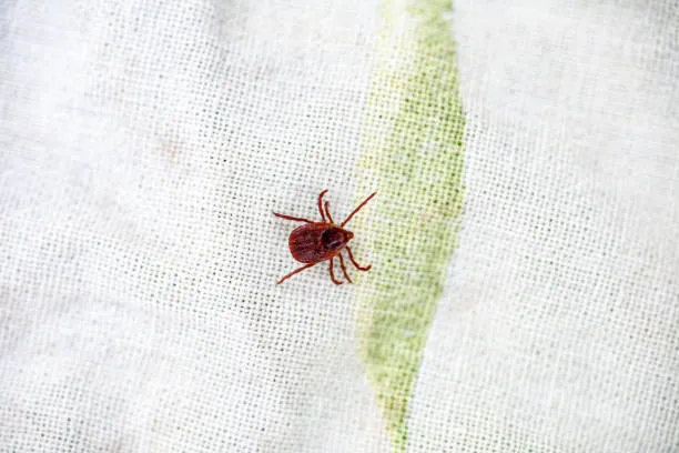 Can Chiggers Bite Through Clothes?
