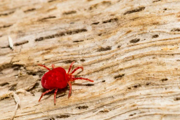 Are Chiggers and Red Bugs the Same?