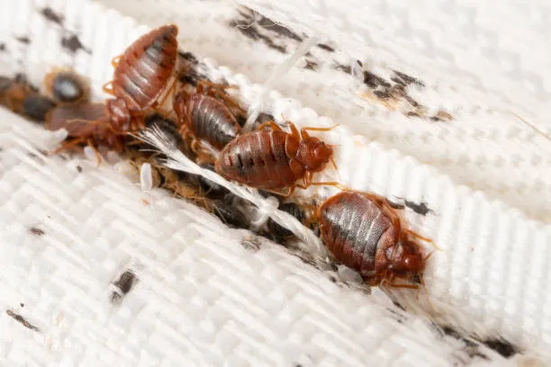 Best Way to Get Rid of Bed Bugs
