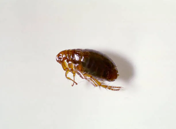 Are Fleas Attracted to Light?
