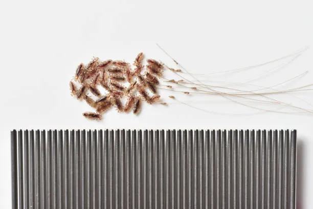 How to Clean Lice Comb?