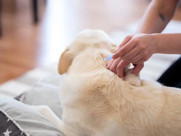 Fleas Poop on Dogs!