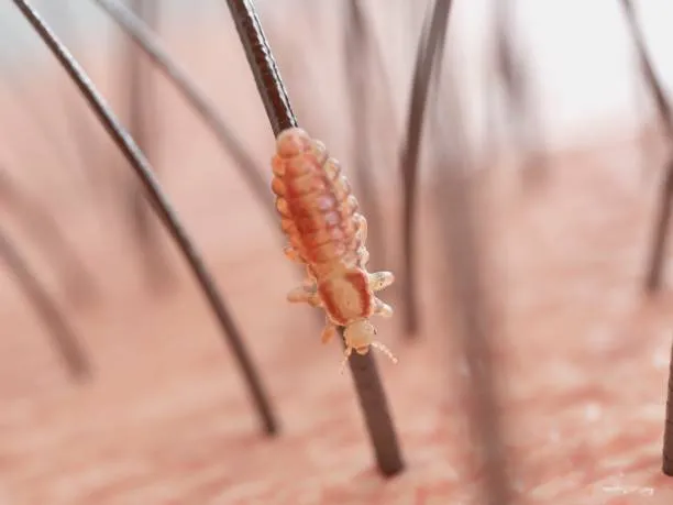 Do Lice Nymphs Lay Eggs?