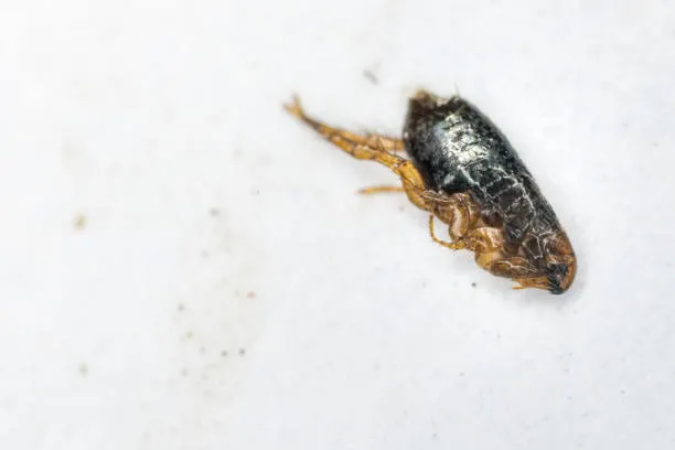 Can Fleas Travel on Humans to Another House?