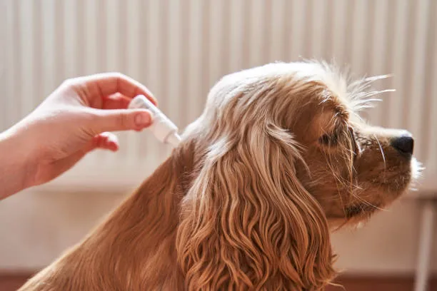 Best Flea and Tick Chewables for Dogs!