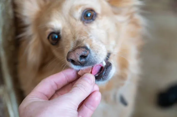 Best Flea and Tick Prevention for Dogs!