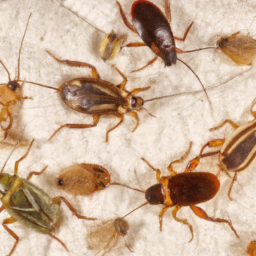 Bed Bugs vs Chiggers