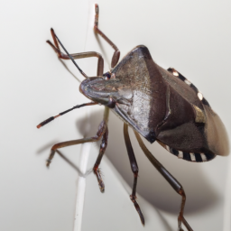 Can Stink Bugs Fly?