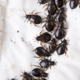 In depth – Black Bed Bugs!