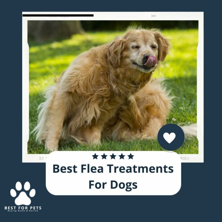 Best Flea and Tick Collars for Dogs!