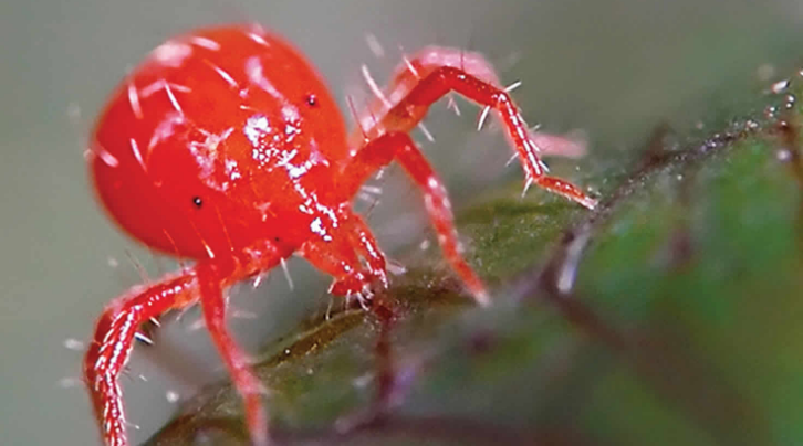 Do Chiggers Carry Disease?